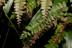 Adiantum hispidulum