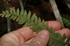 Adiantum hispidulum