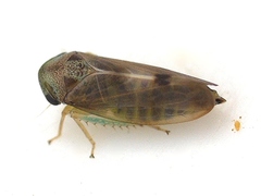 Pediopsoides distinctus