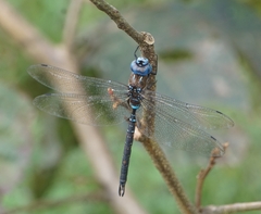 Rhionaeschna jalapensis
