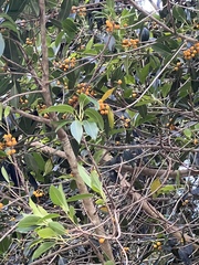Ficus macrophylla
