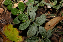 Elatostema stipitatum