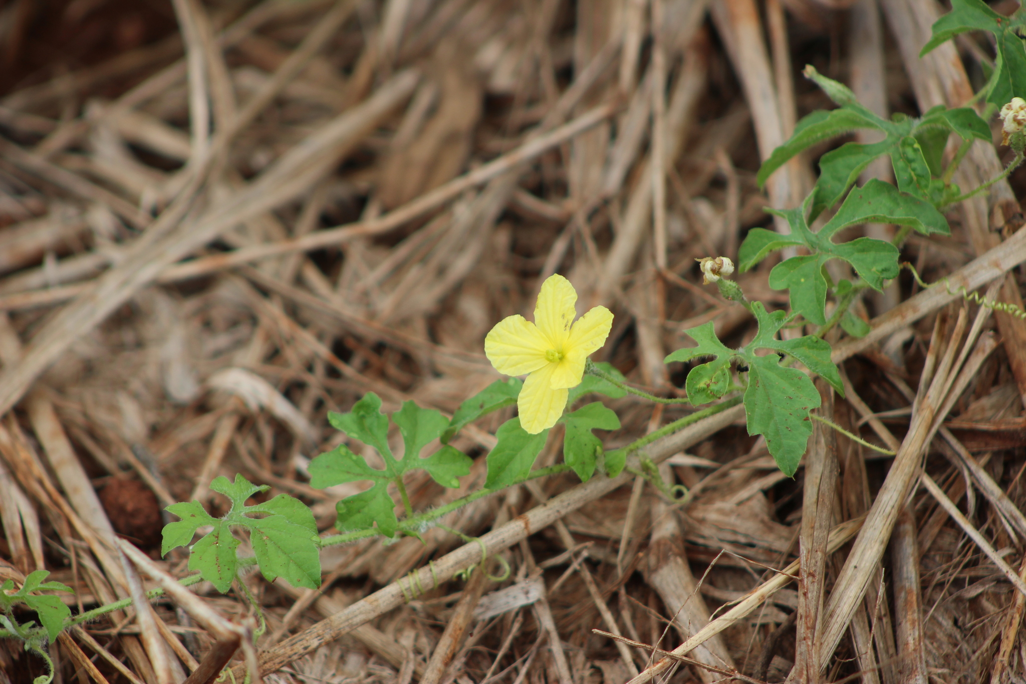 Momordica charantia