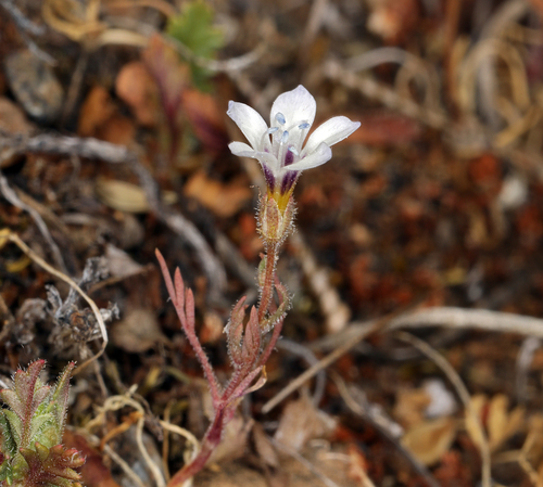iNaturalist observation photo of bird's-eye gilia