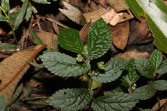 Elatostema stipitatum