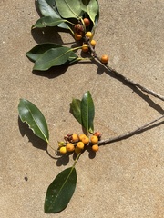 Ficus macrophylla