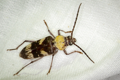 Megacyllene antennata