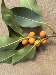 Ficus macrophylla