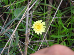 Andryala integrifolia