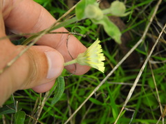 Andryala integrifolia