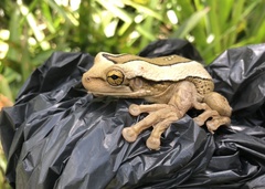 Trachycephalus mesophaeus