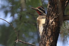 Sphyrapicus varius