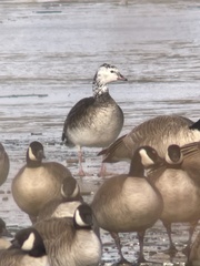 Anser rossii × Branta hutchinsii