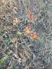 Alstroemeria versicolor