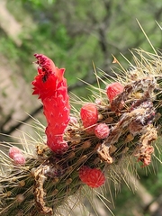 Cleistocactus baumannii