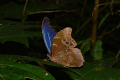 Morpho menelaus