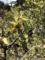 Amelanchier utahensis
