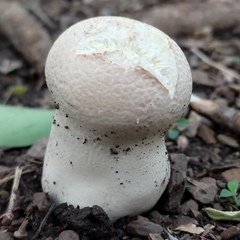 Lycoperdaceae