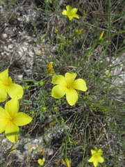 Linum ucranicum
