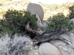 Juniperus californica