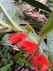 Columnea purpurata