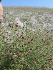 Scrophularia cretacea