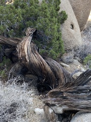 Juniperus californica