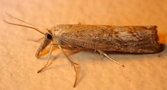 Neodactria luteolellus