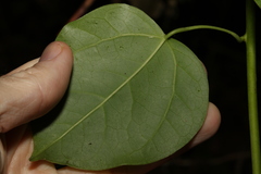 Streptothamnus moorei