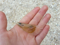 Pinna nobilis