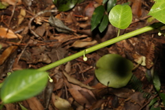 Streptothamnus moorei