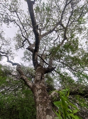 Sapium haematospermum