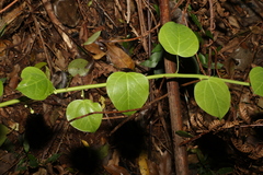 Streptothamnus moorei