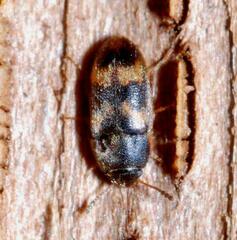 Litargus connexus