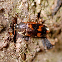 Litargus connexus