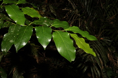 Cryptocarya erythroxylon