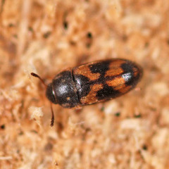 Litargus connexus