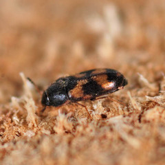 Litargus connexus