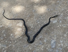 Spilotes pullatus
