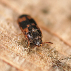 Litargus connexus