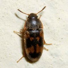 Litargus connexus