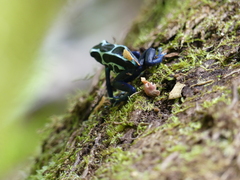 Dendrobates tinctorius
