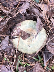 Lactarius chelidonium
