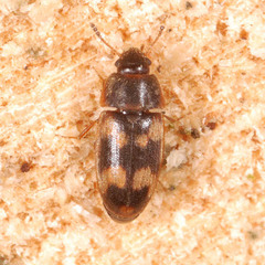 Litargus connexus