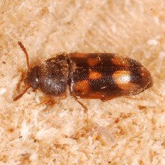 Litargus connexus