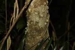 Zanthoxylum brachyacanthum