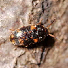 Mycetophagus atomarius