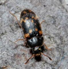 Mycetophagus atomarius