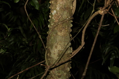 Zanthoxylum brachyacanthum