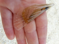 Pinna nobilis